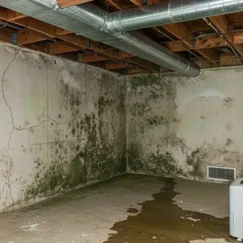 Professional Mold Removal in Stonegate, CO